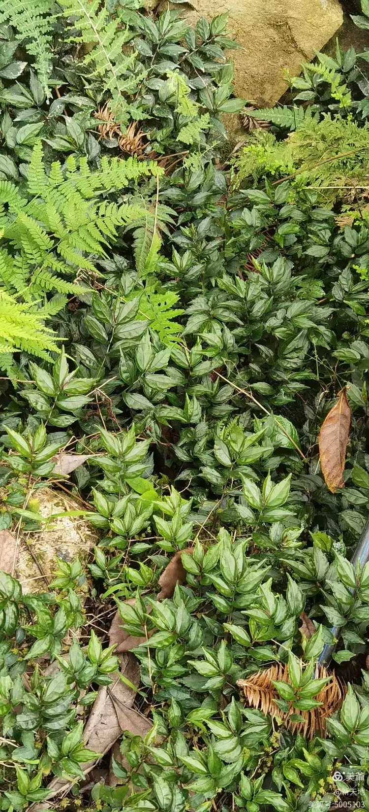 植物观赏 短叶赤车